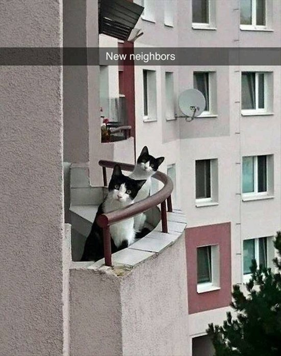 animales-gatos-vecinos-gatos