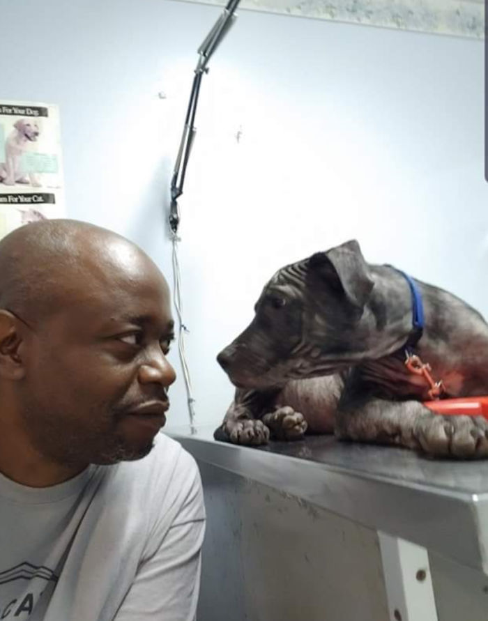 perro veterinario visita clínica veterinaria