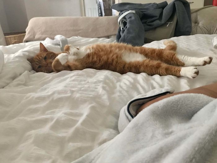 cómodo refugio para gatos comodidad para gatos en la cama