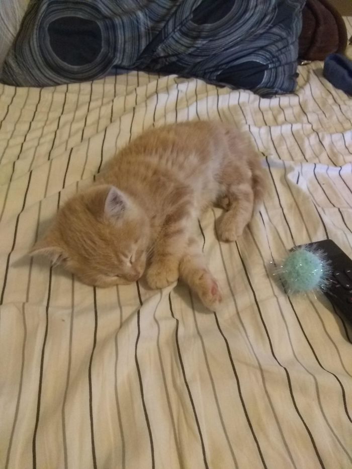 refugio de animales gatito tomado cama queen size