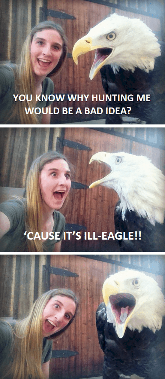 broma-águila
