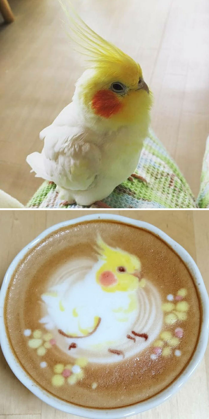 ku-san pájaro latte art loro cabeza amarilla