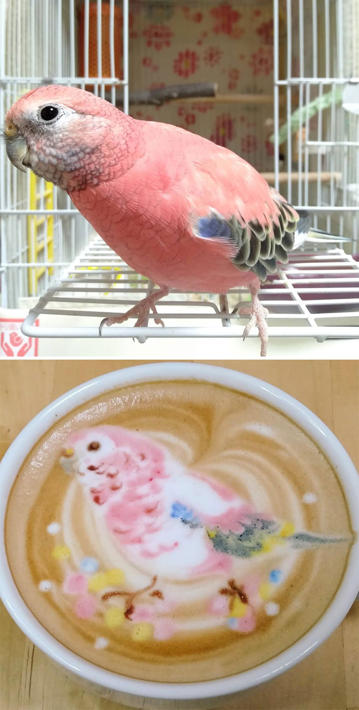 ku-san pájaro latte art sakura mascota