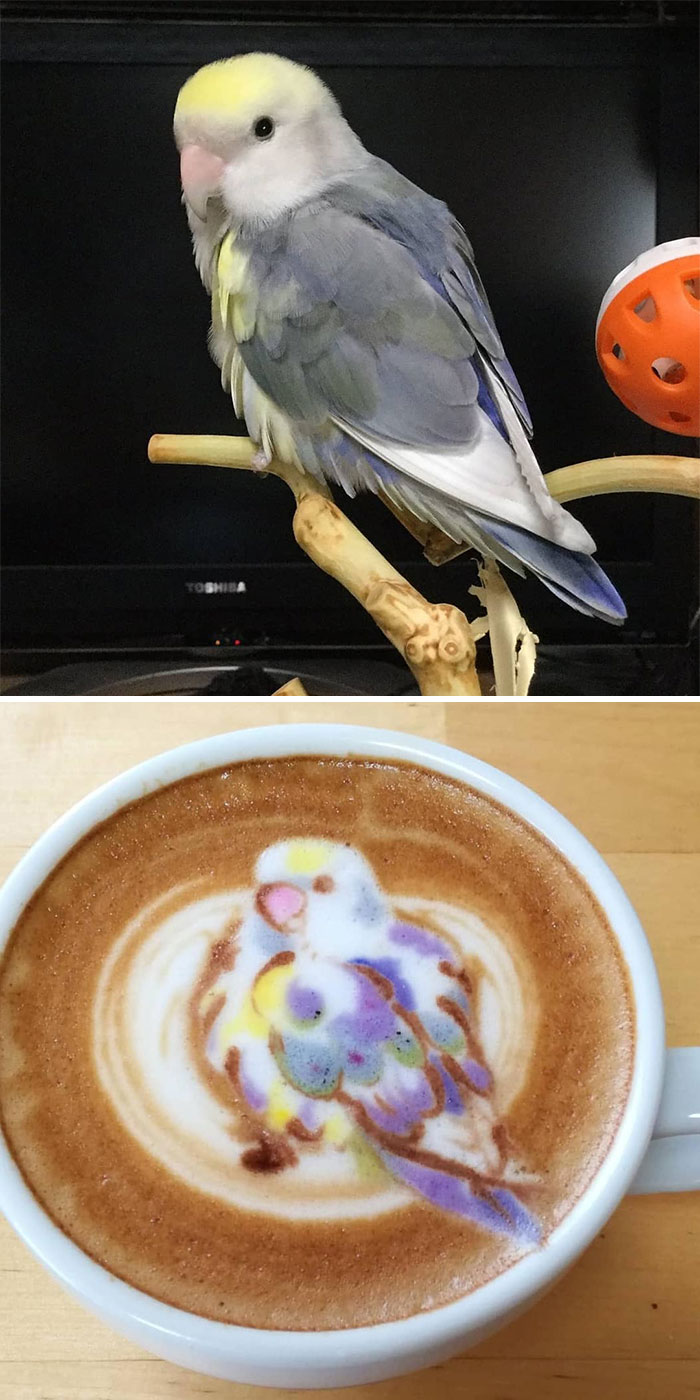 pájaro gris arte ku-san arte latte