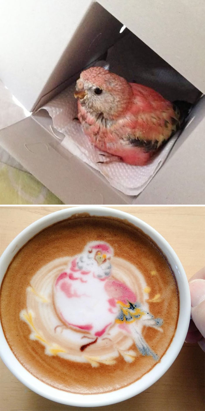 ku-san pájaro latte art mascota loro sakura