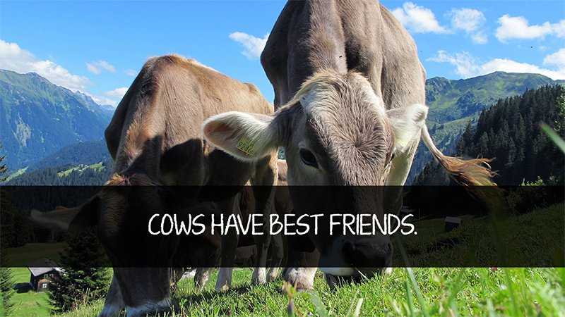 Mejores amigos de la vaca