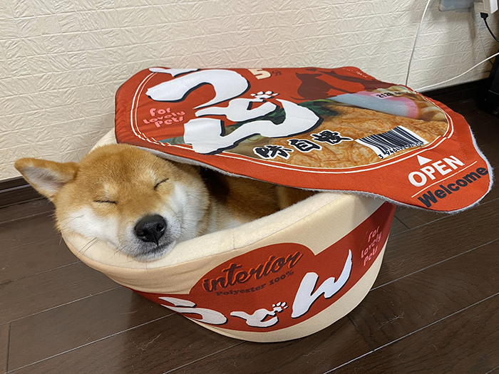 shiba inu yuki-chan durmiendo dentro de una cama de tazón de ramen instantáneo