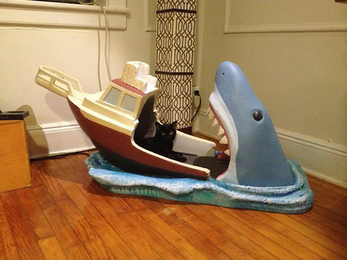 cama de gato tiburón