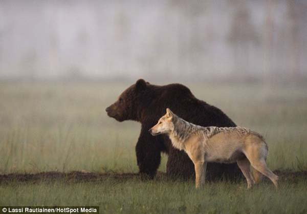 amigos-lobo-y-oso