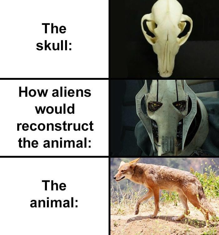 cómo los extraterrestres recrearían un cráneo de zorro