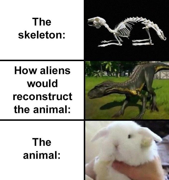 cómo los extraterrestres recrearían el cráneo de Bunny