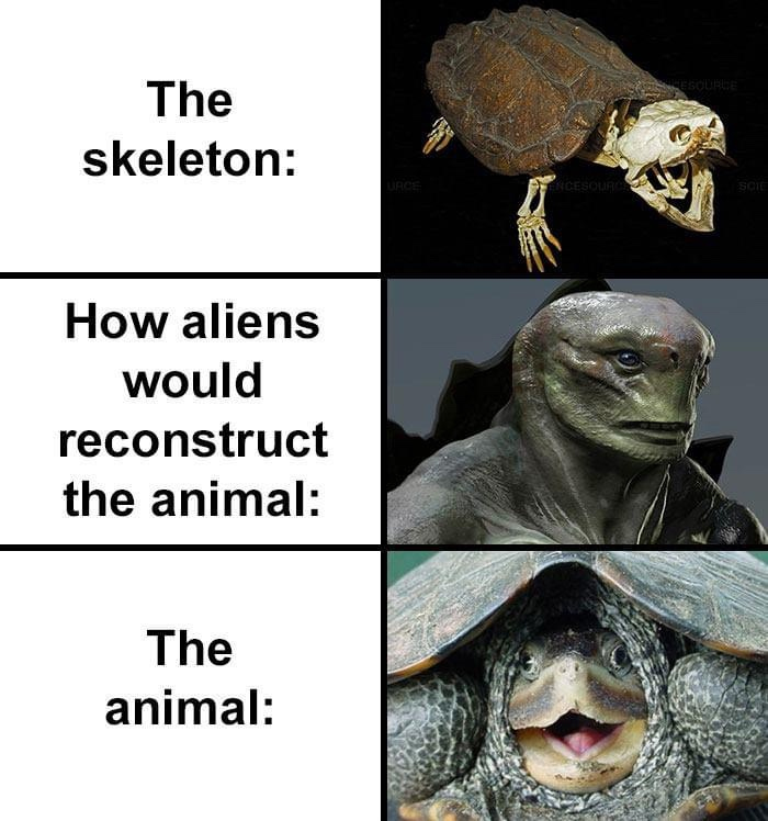 Reconstrucción divertida del cráneo de una tortuga marina
