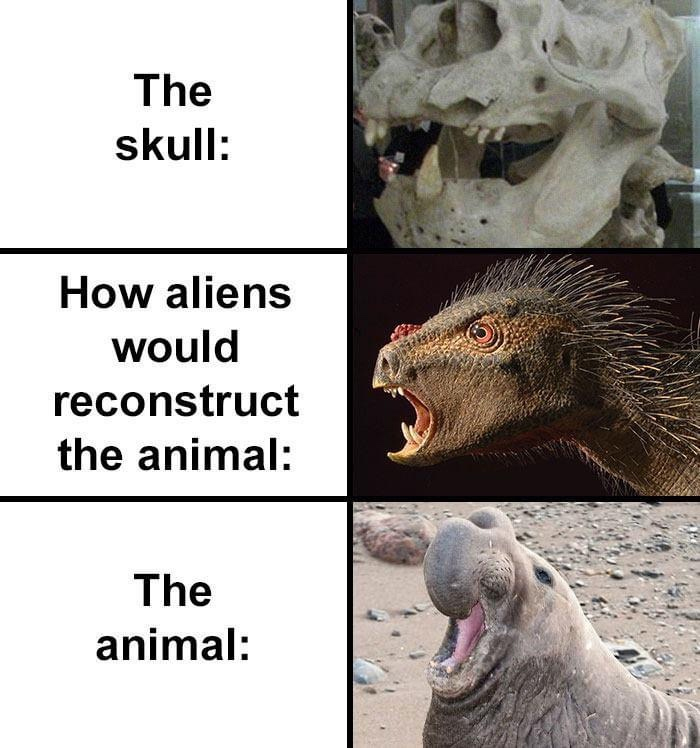 divertida reconstrucción del cráneo de una foca