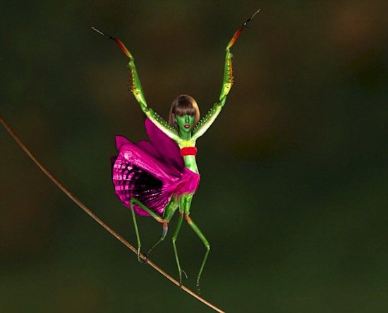 taylor-mantis