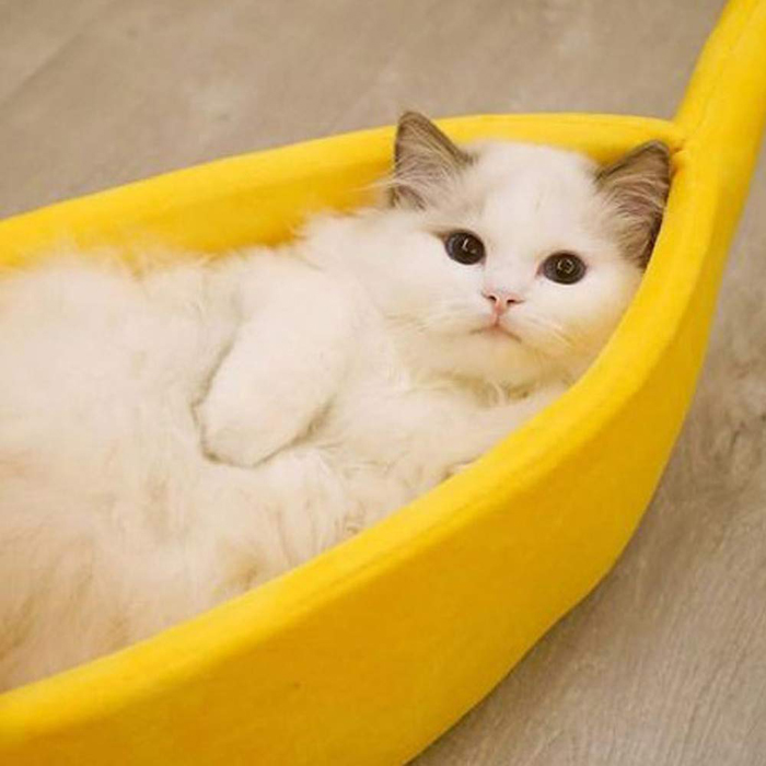 acogedora cama banana para gatos