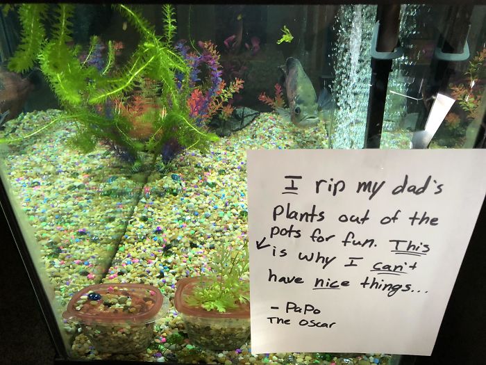 peces divertidos arrancan plantas