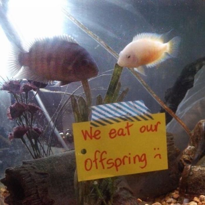 divertidos peces comiendo descendencia