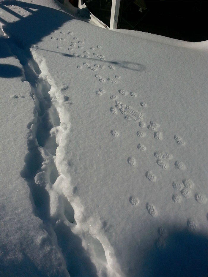 huellas de piernas flacas vs gatos gordos en la nieve