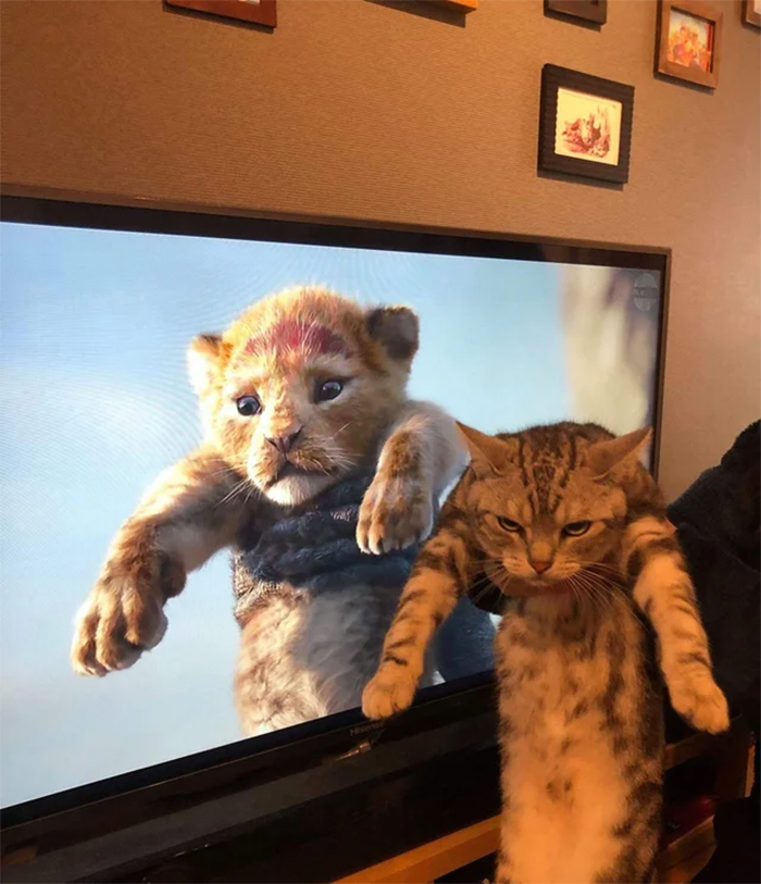 película el rey león vs la vida real