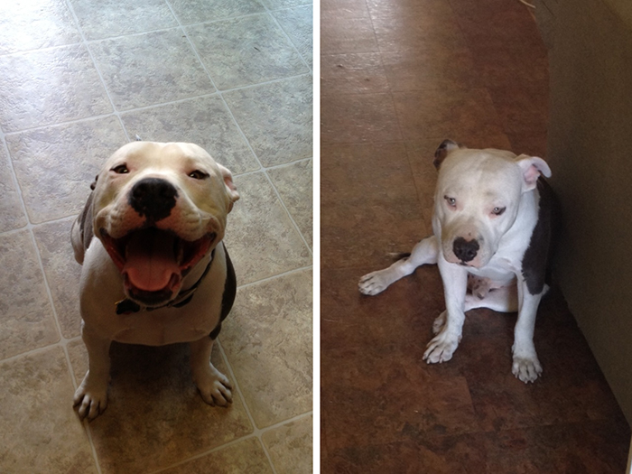 Comparación de imágenes de perro llegando a casa vs saliendo