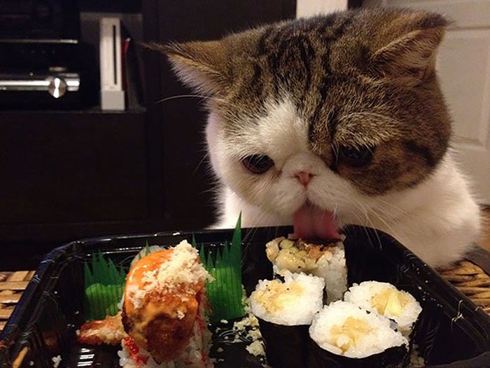 gato-sushi