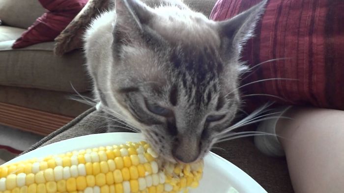 gato-maíz