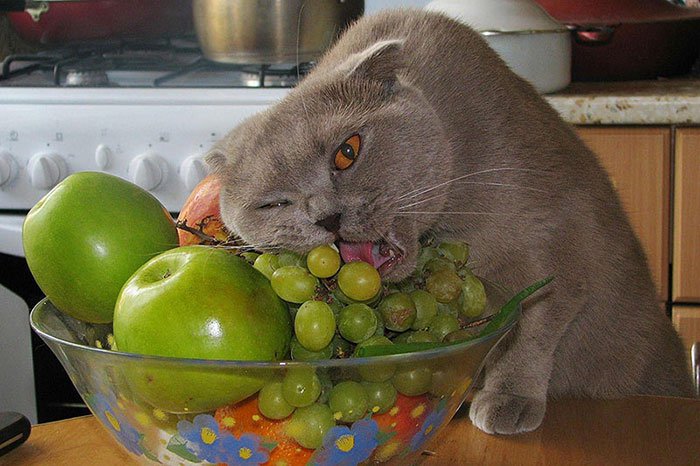 uvas de gato
