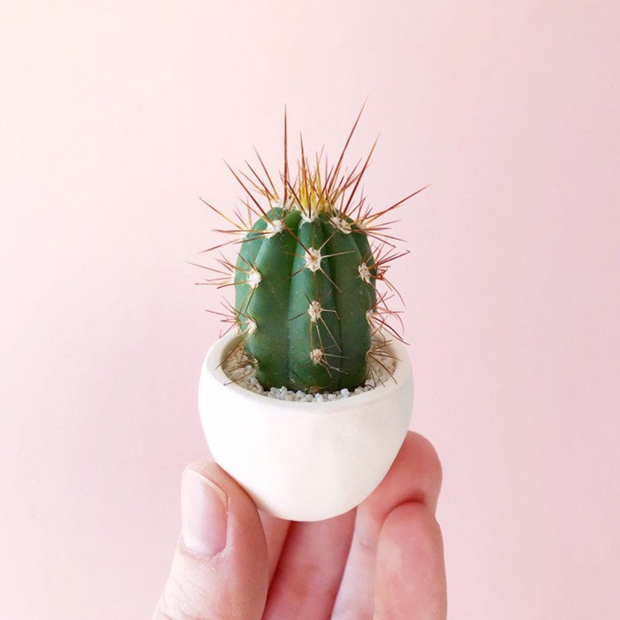 pequeñas plantas de cactus en miniatura etsy