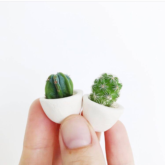 sorpresa micro etsy cactus