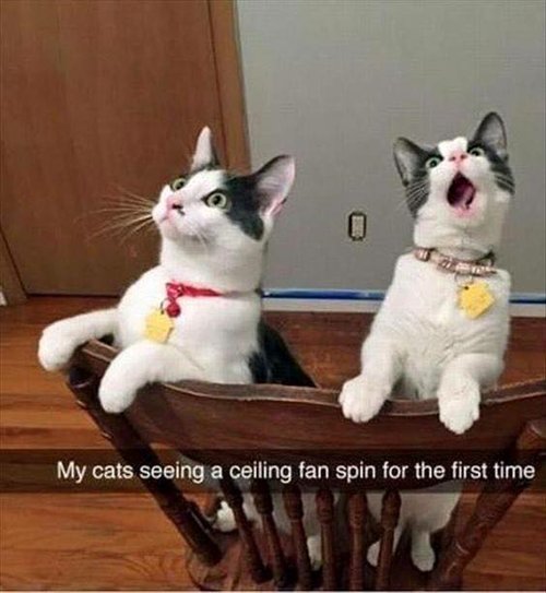 imagenes-de-animales-graciosas-reloj-de-gatos-ventilador de techo