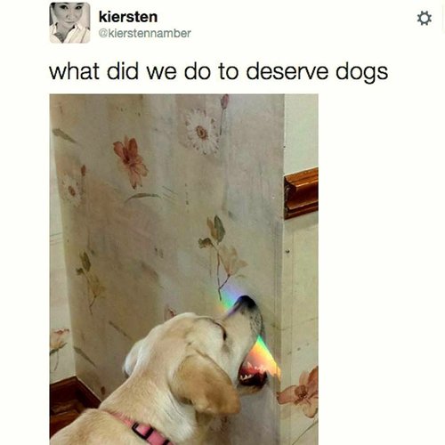 divertido arcoiris-animales-perros-comiendo-arcoiris