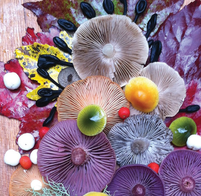 Medley Mushroom Fotos de hongos coloridos por Jill Bliss