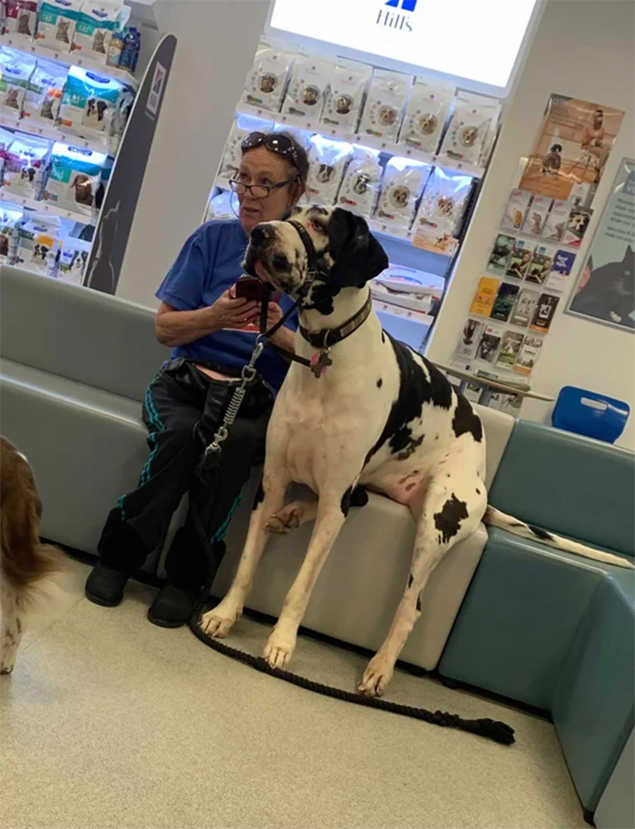 perros grandes en el veterinario