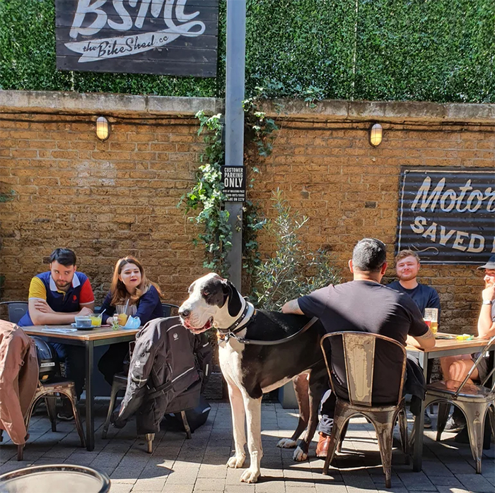 perros grandes vistos en un restaurante al aire libre
