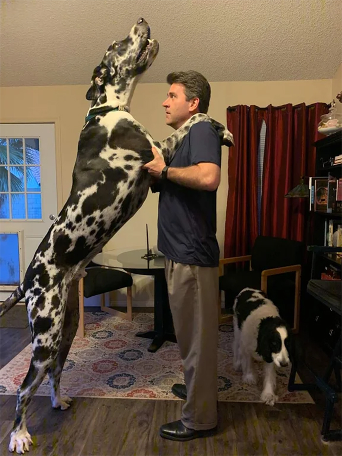 perros grandes más altos que los humanos