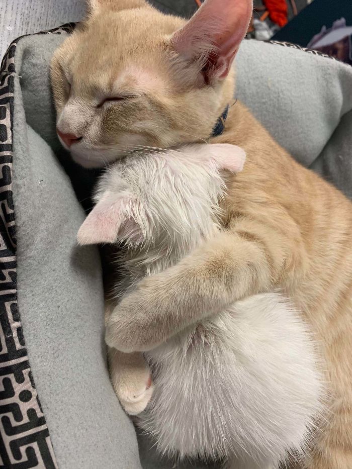 gato sano abrazos gatito rescate