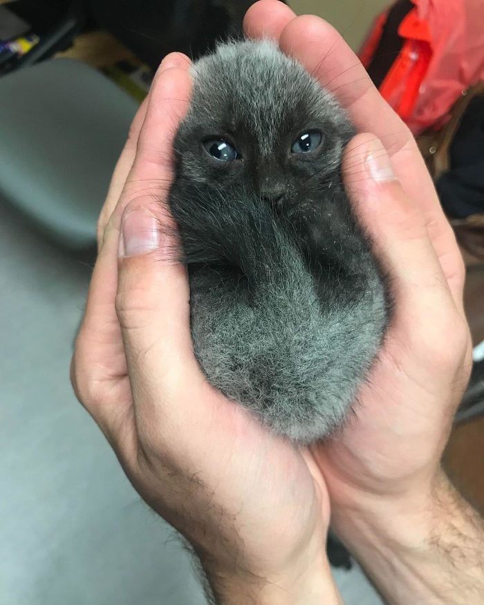 pequeño gatito negro