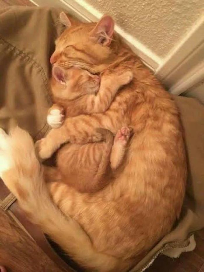 mamá gato abraza a un gatito