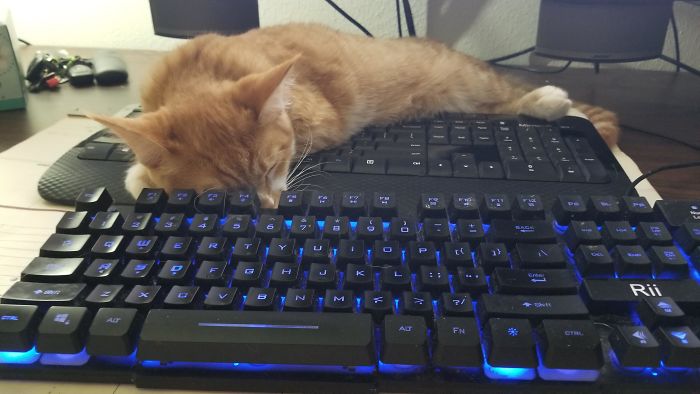 un gato duerme en su propio teclado