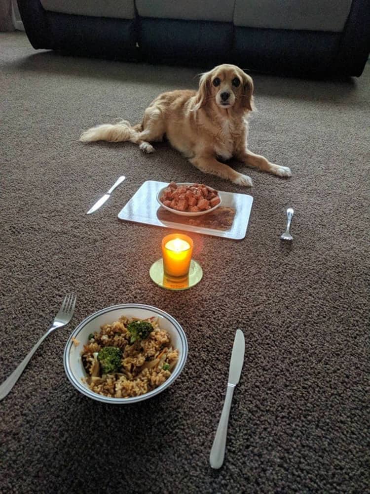 cena-con-velas-con-un-perro-fotos-agradables-visualmente