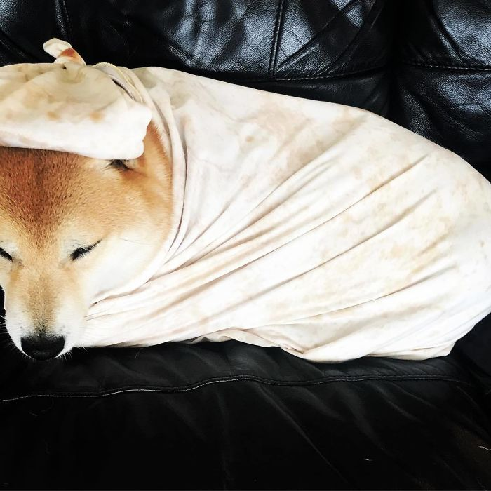 perro envuelto en manta de bebé burrito tortilla