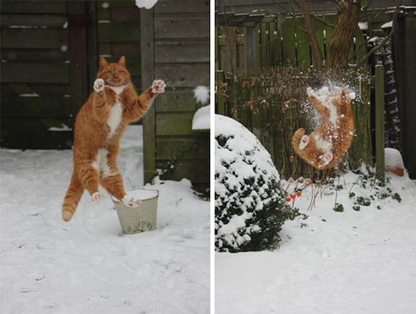 gato de nieve