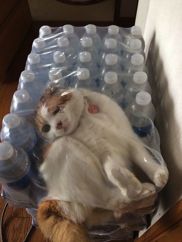 gato de agua