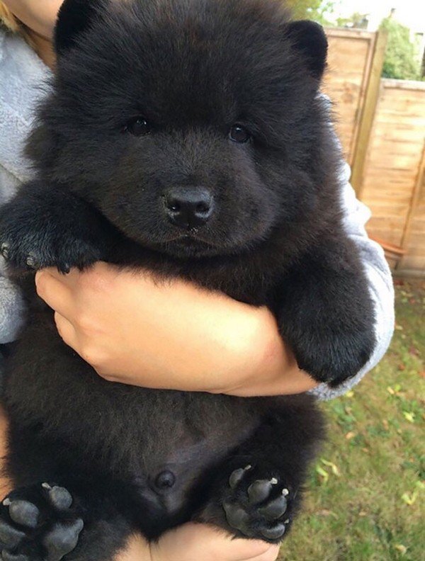 chow chow negro