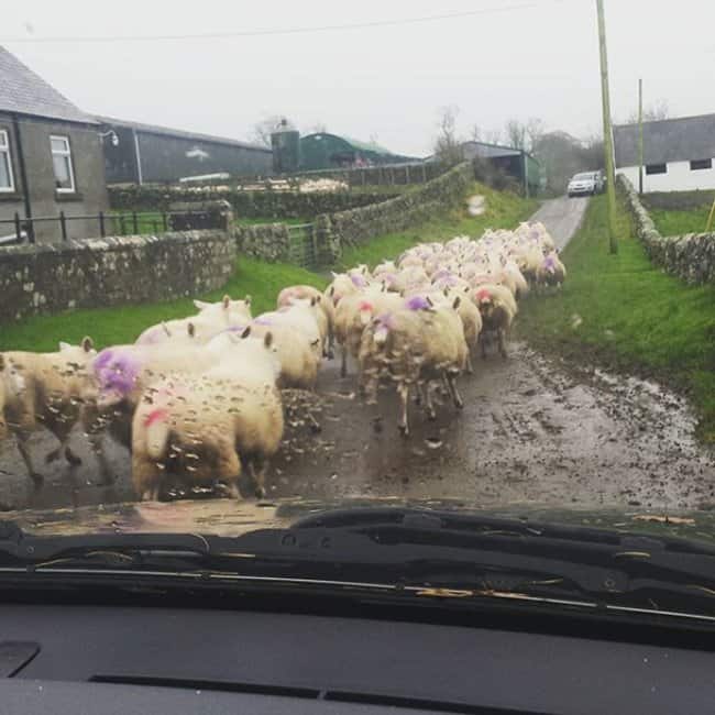ovejas-bloqueando-el-camino-divertidísimas-excusas-para-llegar-tarde