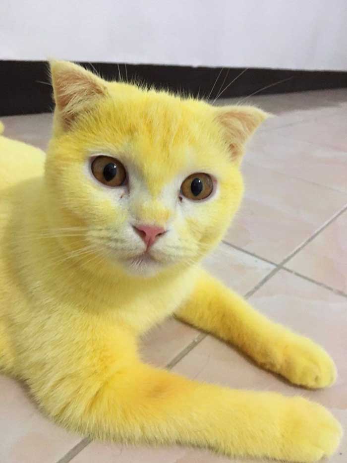 Ka-Pwong no se da cuenta de que su pelaje es amarillo.