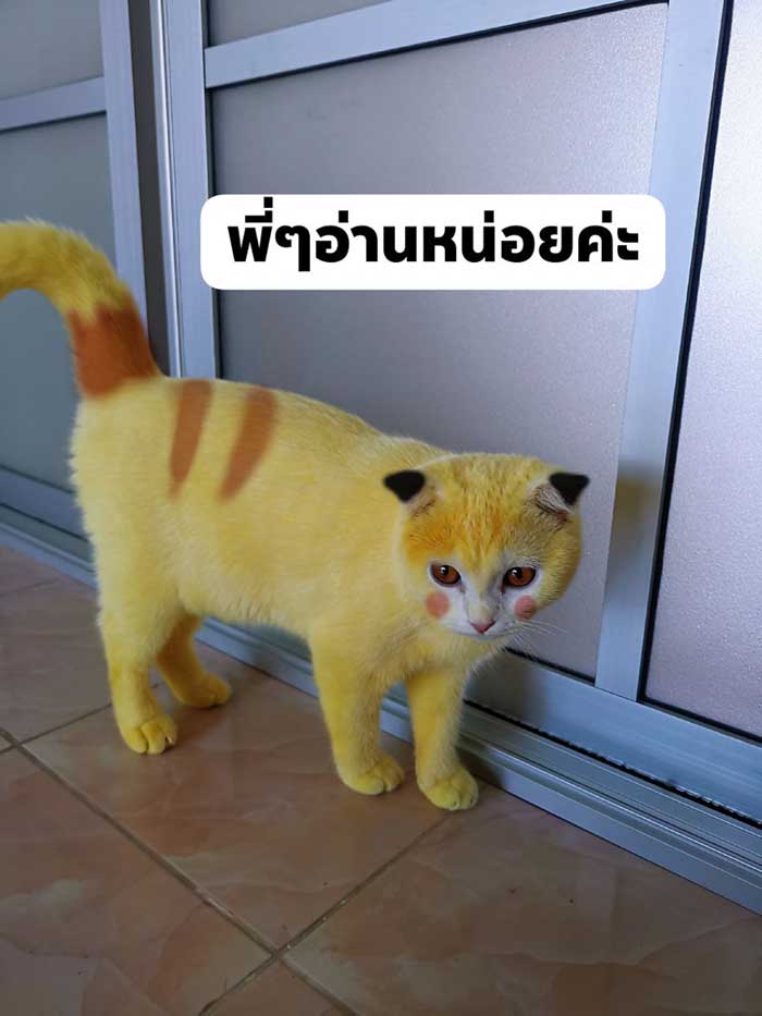 Thammapa hizo Photoshop a su gato para que se pareciera más a Pikachu