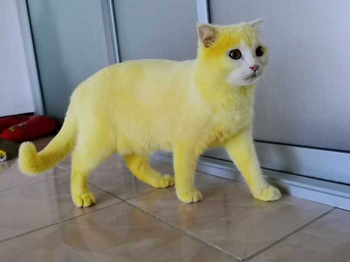 Este gato se puso amarillo después de aplicar cúrcuma por todo el cuerpo