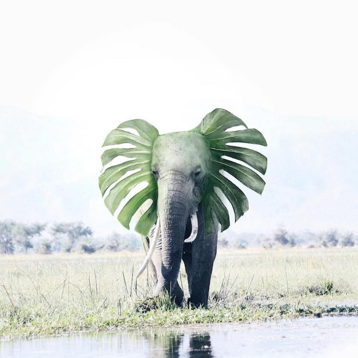 elefante con oreja deja surrealismo fotografía luisa azevedo