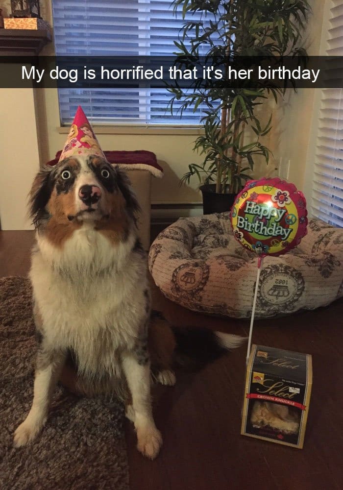 cumpleaños terrible de perro